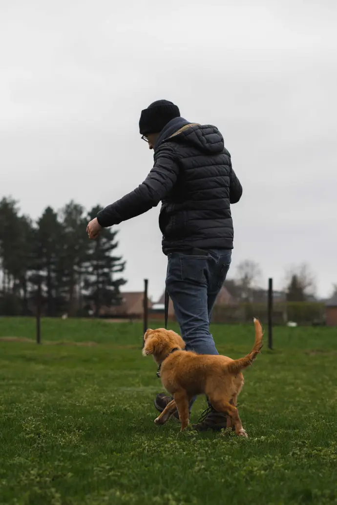 puppycursus-leren wandelen met baasje