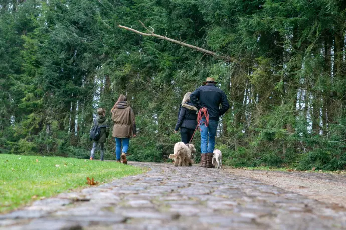 groepswandeling met honden