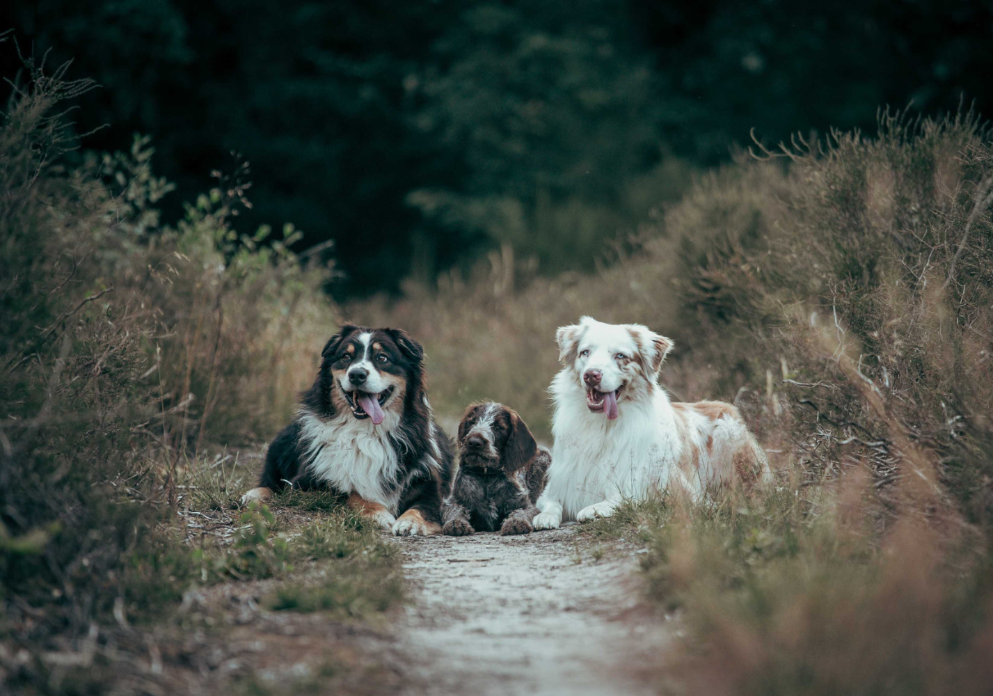 3 honden liggend op landweg